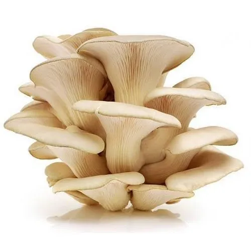 Mushroom (காளான்)
